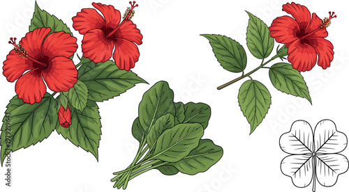 Hibiscus flower and leafy greens vector illustration set featuring red tropical blossoms and spinach leaves with botanical elements isolated on white