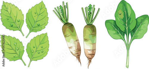 Leaf and root vegetable illustration set with fresh greens and radish isolated on white background, organic botanical vector collection