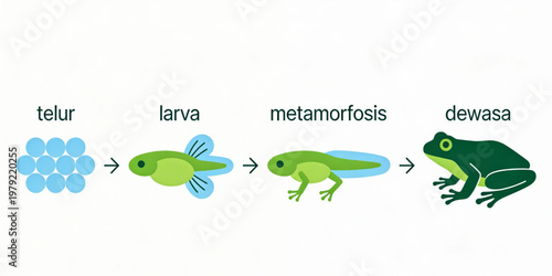 Frog Life Cycle Metamorphosis