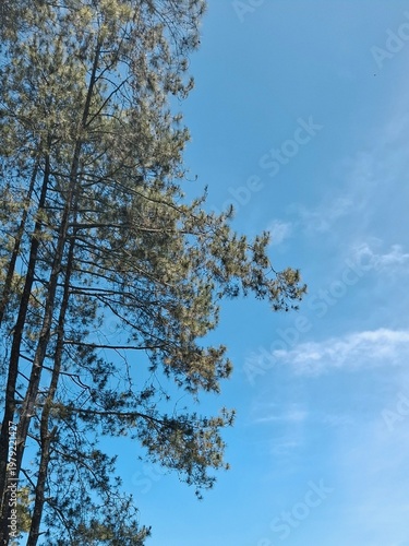 Low angle view of tall pine trees against a bright blue sky with light clouds