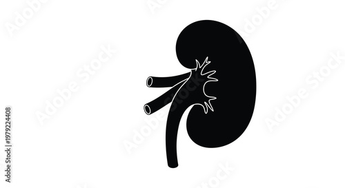 Detailed illustration of a human kidney in black silhouette