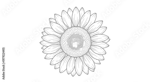 Detailed line drawing of a sunflower with a textured center