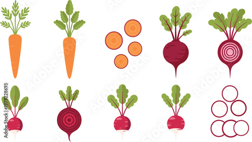 Fresh Vegetable Collection Set Featuring Carrot Beetroot and Radish with Leaves and Slices Flat Style Vector Illustration for Healthy Food Design.