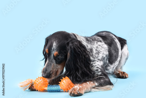 Cute cocker spaniel with pe...