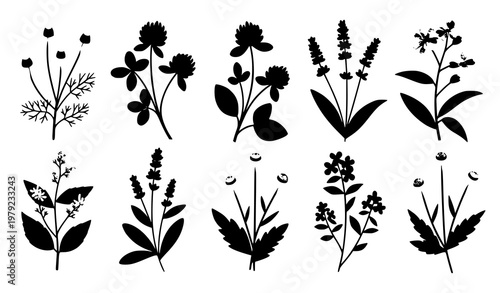 Wild meadow herbs and flowering plants vector set in flat illustration for botanical and nature design