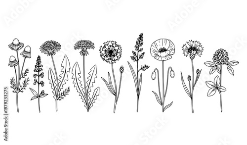 Wild meadow herbs and flowers line vector set in minimalist hand-drawn outline style
