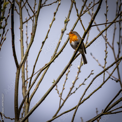 great tit on a branch