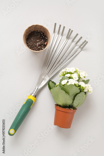 Pots with plant and rake on...