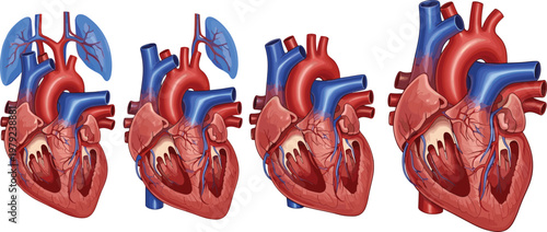 Human Heart Anatomy Illustration Set with Detailed Cardiovascular Organ Views for Medical Education and Healthcare Design
