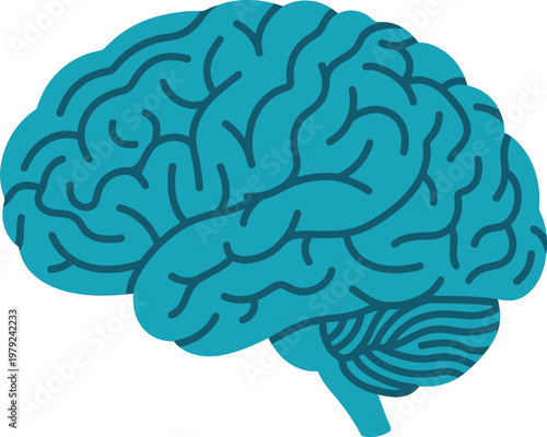 Human brain anatomy illustration showing folds of cerebral cortex with thinking