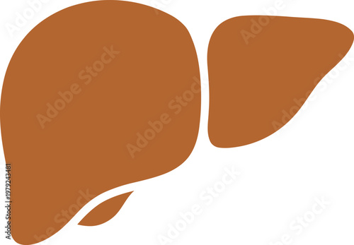 Anatomy illustration of human liver organ with internal clinical illustration