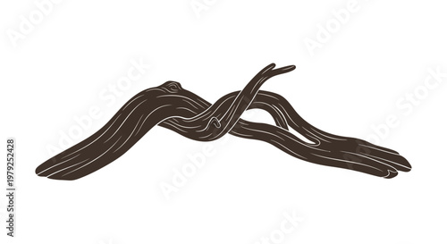 Brown striped eels on white background.