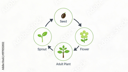 Plant Life Growth Cycle