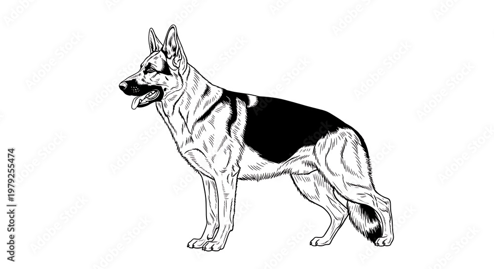 Fototapeta premium German shepherd dog illustration