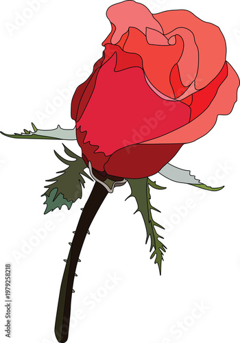 Obraz na plátně a single red rose bud in a semi opened state