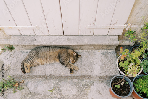 Foto Calm cat resting outdoors
