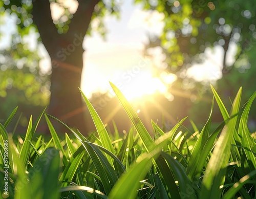 Lush green grass with a bright sun setting in background