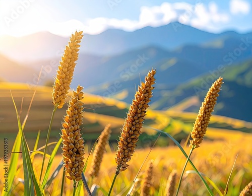 Golden stalks stand before terraced fields, mountains