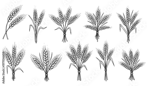 Wheat and rye ears vector set – editable grain illustration collection