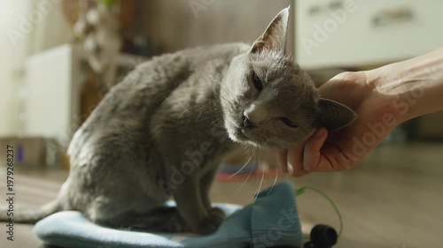 Gray Cat Enjoying Gentle Head Scratch