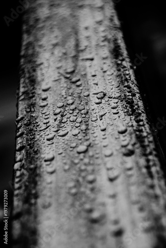 drops of water
