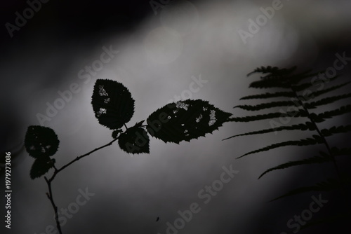 black and white butterfly