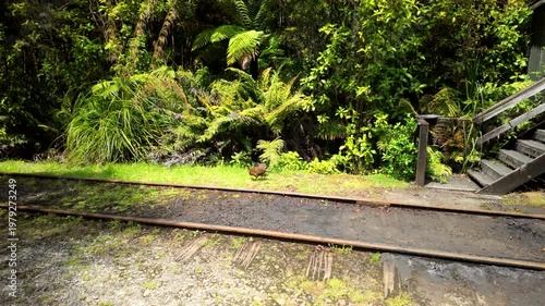 Pukeko Bird Beside Railway In Native Forest