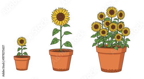 "Sunflowers in Pots at Different Growth Stages for Gardening, Nature, and Plant Care Design Projects"