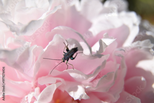 beetle in a rose