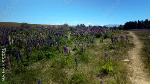 Path Through Blooming Lupin Field