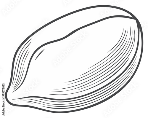 Detailed line art illustration of a single shelled peanut kernel in a classic engraving style