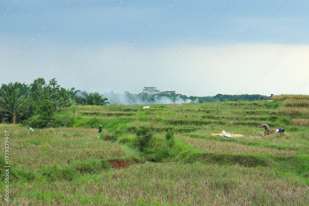Fototapeta premium Farmers working in terraced rice fields under a cloudy sky, surrounded by green landscapes, capturing a peaceful rural farming scene. 