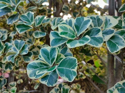 Beautiful cluster of Ficus triangularis variegata plant leaves with natural lighting