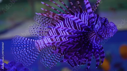 Purple lionfish swimming underwater in aquarium