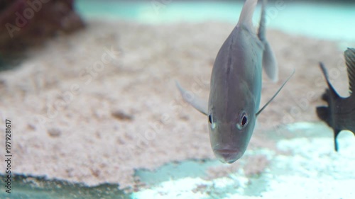 Close up of a fish swimming in an aquarium