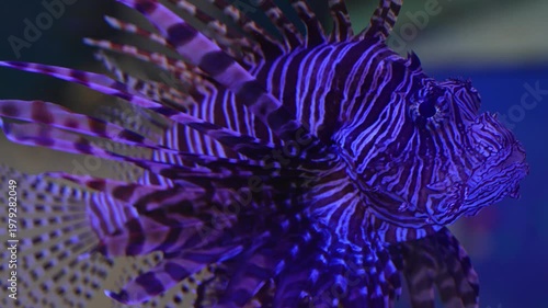Venomous red lionfish swimming in aquarium