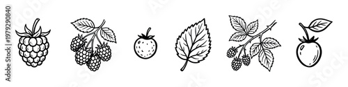 Various berries, fruits, and leaves are beautifully illustrated in a charming hand-drawn doodle style, perfect for natural food designs and healthy lifestyle concepts.