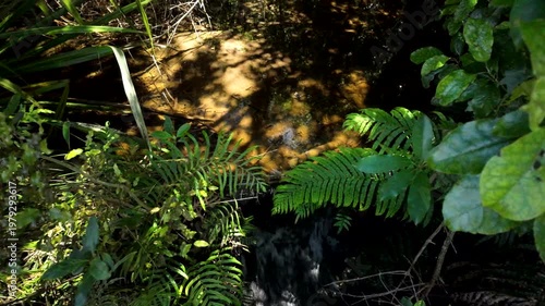 Small Forest Stream Beneath Dense Tropical Greenery