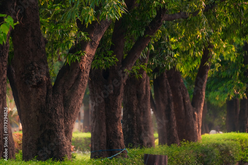 Tableau sur toile Afternoon light falling on a row of trees inside a dense garden creating a calm, natural and peaceful outdoor environment with greenery and soft shadows