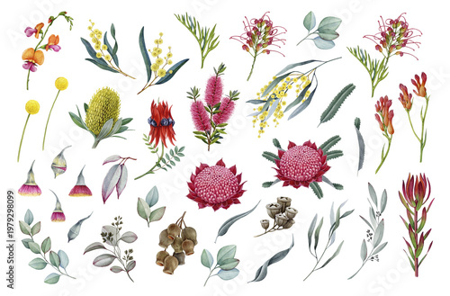 Australian botanical clipart set with eucalyptus acacia banksia kangaroo paw flowers, Australian botanical elements for floral design and branding, on transparent background watercolor illustration.