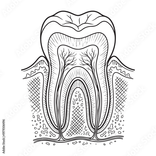 Dental anatomy of human tooth vector illustration in detailed engraving style, medical education.