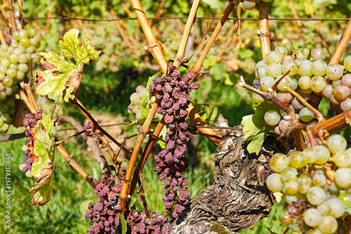 Foto Vineyard grapes with late harvest raisins
