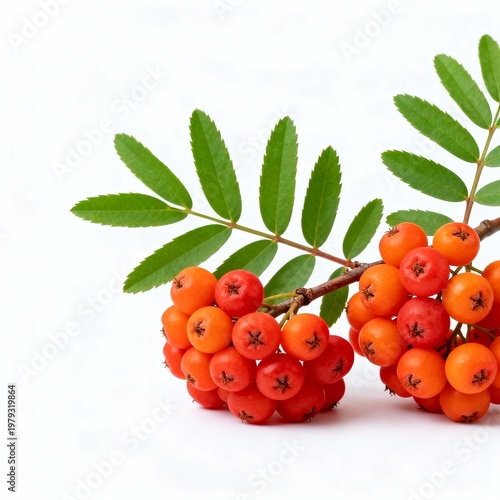 Rowan Berries with Green Leaves on White Background