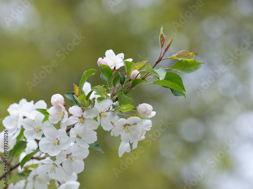 美しい野海棠の花