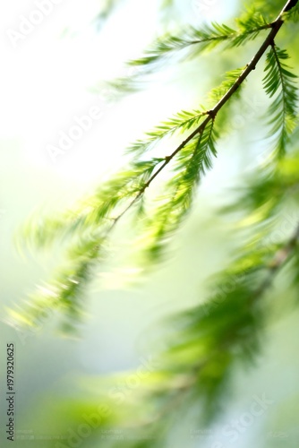 Close-up of Green Pine Tree Branches in Soft Light