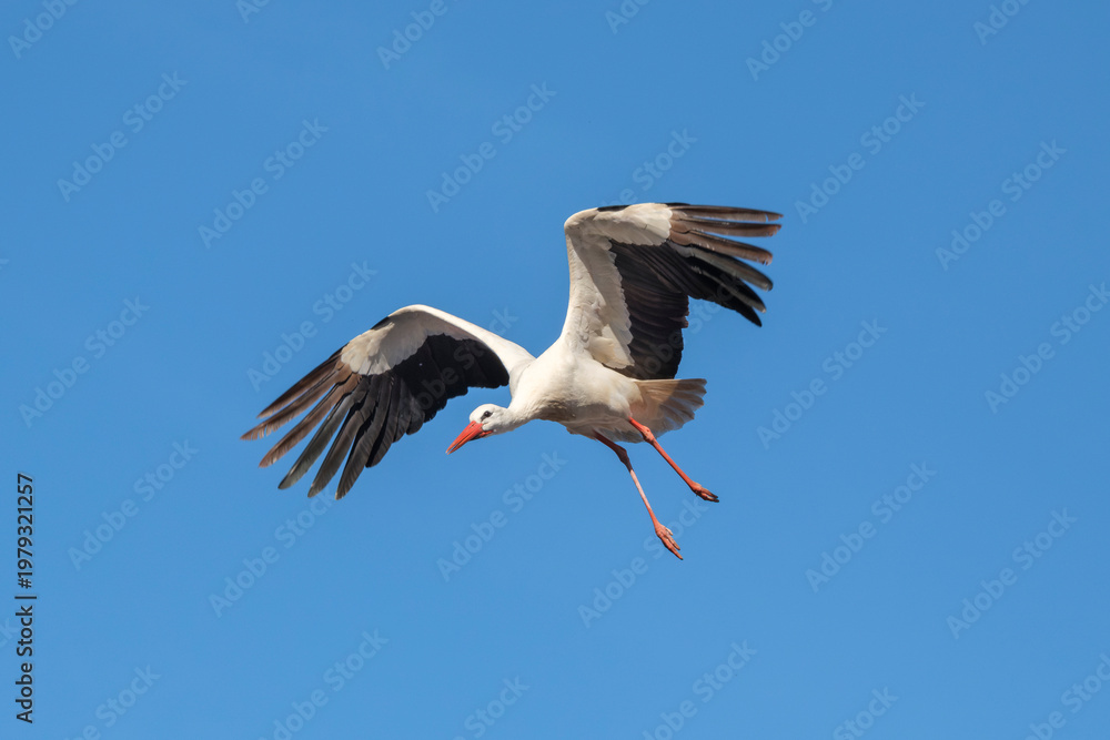 Obraz premium Two white storks are building a nest on the historic Marian column in the old town of Freising
