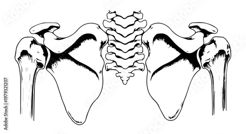 Anatomical illustration of pelvis bones, spine, and sacral region showing bilateral hip bones and vertebral column for educational purposes.