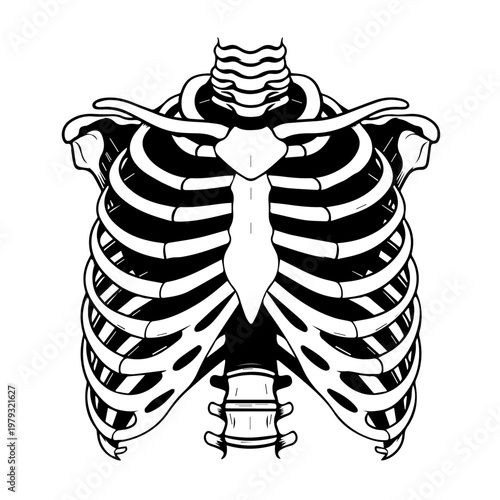 Detailed black and white illustration of a human ribcage skeleton showing thoracic anatomy.