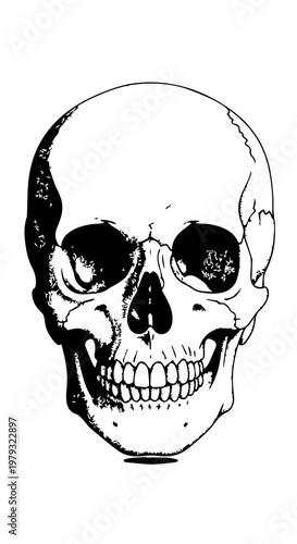 Monochrome Skull Illustration: A Bold Anatomical Drawing.