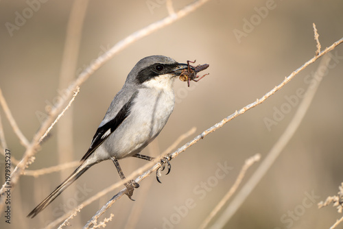 Photos Great Grey Shrike (Lanius excubitor) with impaled prey on a branch against a blu